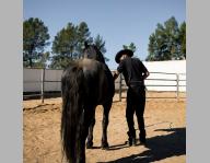 Cherche dresseur cheval et maréchal ferrant